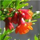 Цветок граната Гутенберг (чайный напиток, соцветия, 100 г)